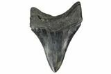 Serrated, Fossil Megalodon Tooth - South Carolina #172228-1